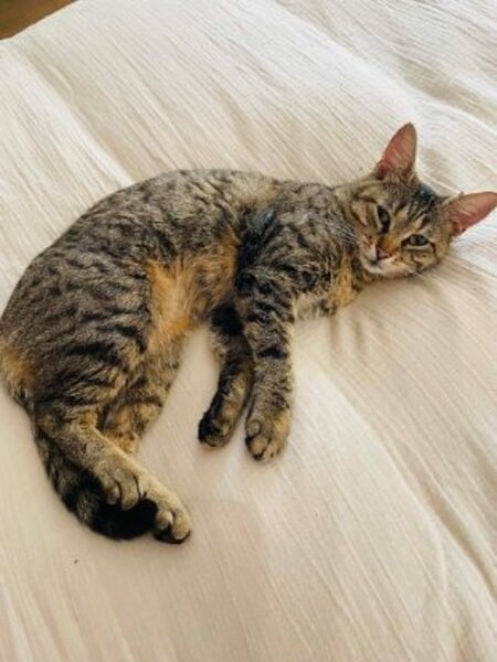 Adopter Daisy