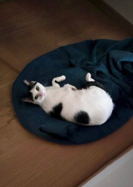 Adopter Daisy