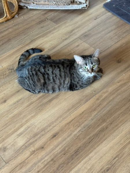 Adopter Dakota