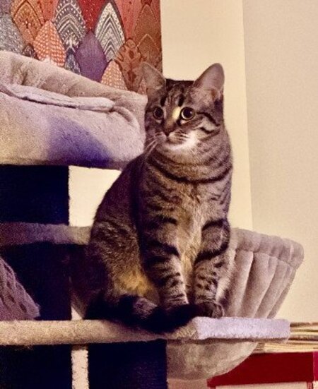 Adopter Dakota
