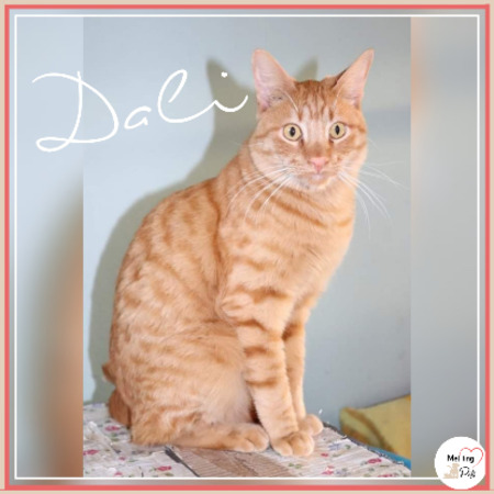 Adopter Dali