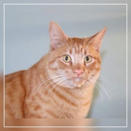 Adopter Dali