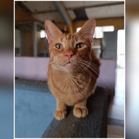 Adopter Dali