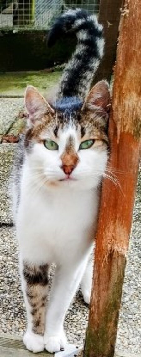 Adopter Dana