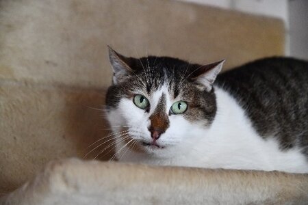 Adopter Dana