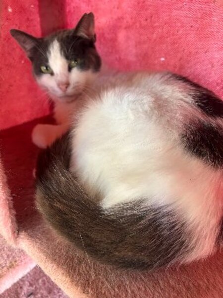 Adopter Dandy