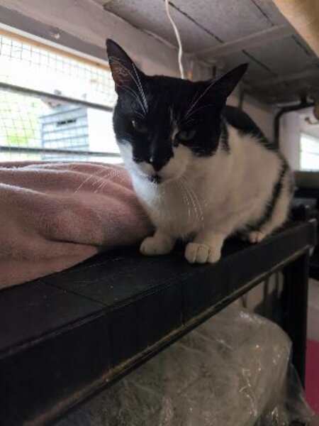 Adopter Dario