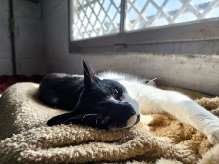Adopter Dario