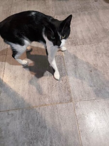 Adopter Dario