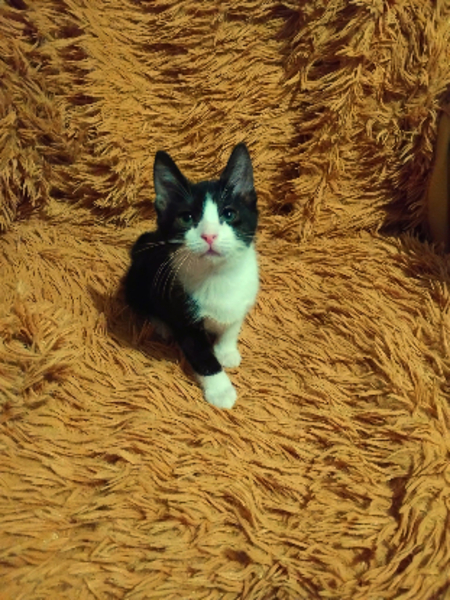 Adopter Dawn
