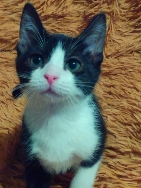Adopter Dawn