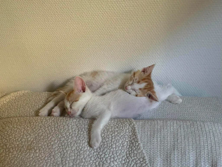 Adopter Dean et gareth