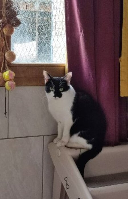 Adopter Delta
