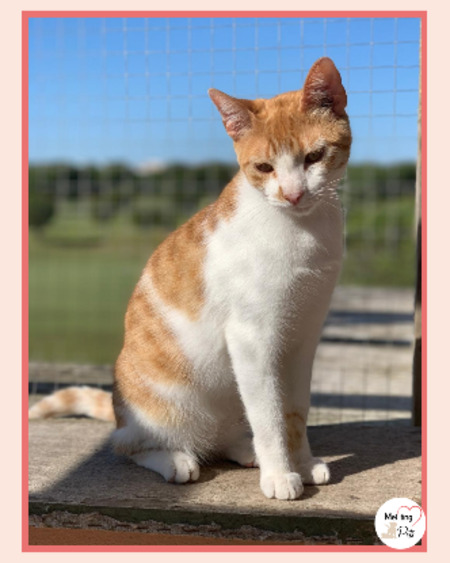 Adopter Dexter