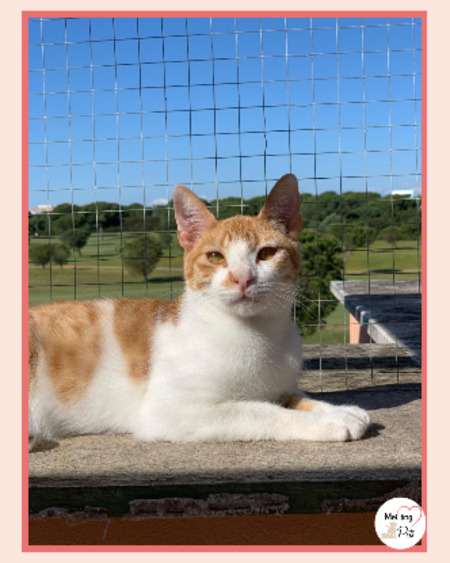 Adopter Dexter