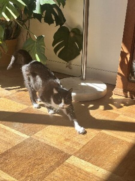 Adopter Dita