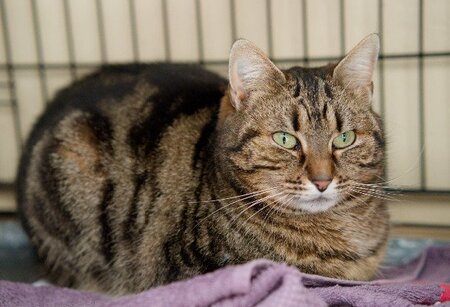 Adopter Divine