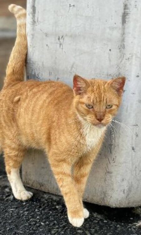 Adopter Doby