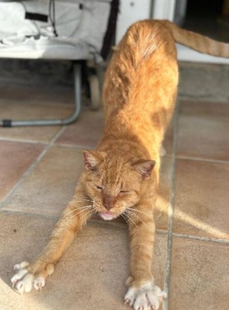 Adopter Doby