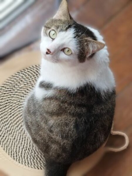 Adopter Dofi