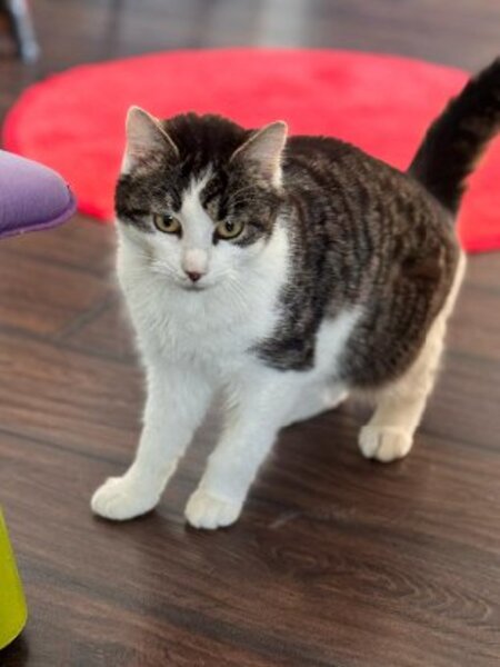 Adopter Doha double adoption