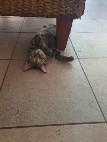 Adopter Dolly