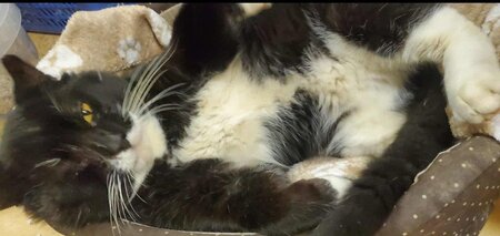 Adopter Domino