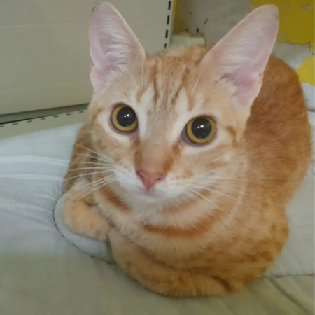Adopter Dory