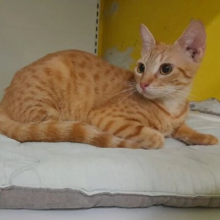 Adopter Dory