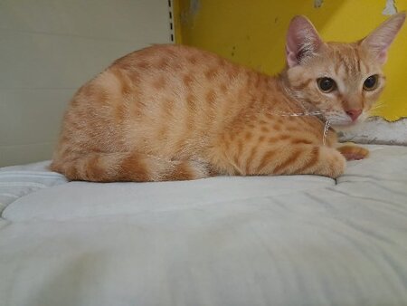 Adopter Dory