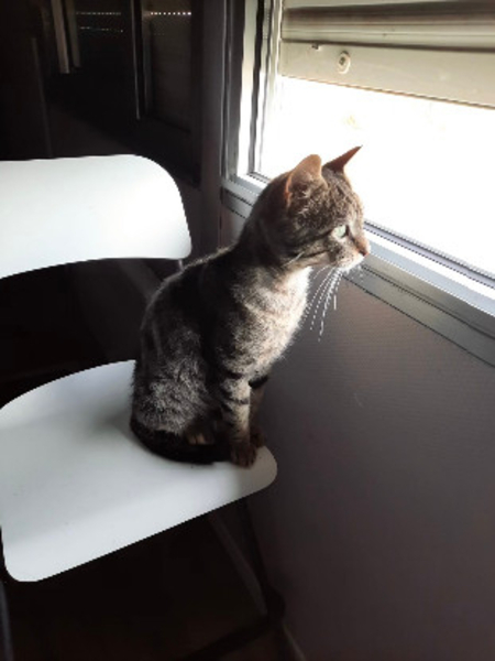 Adopter Doudou