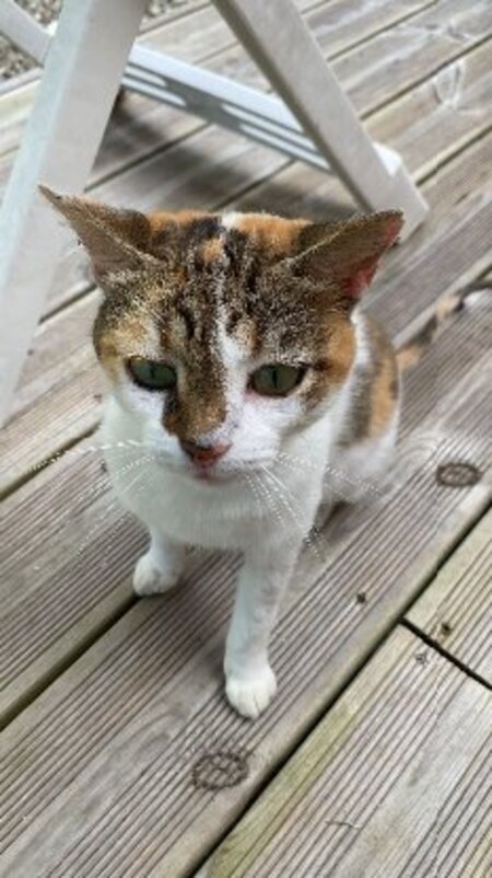Adopter Dream