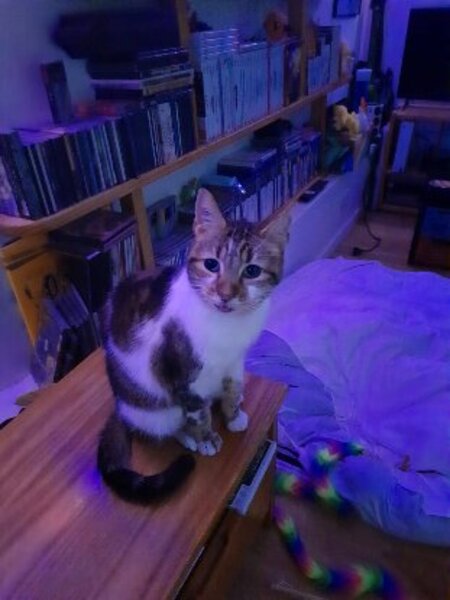 Adopter Duchesse