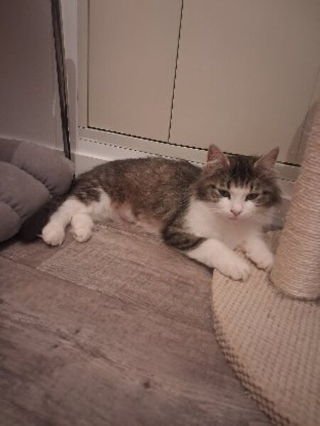 Adopter Duchesse