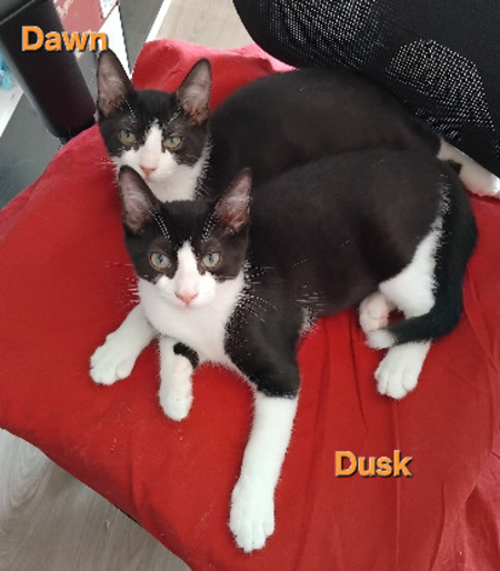 Adopter Dusk