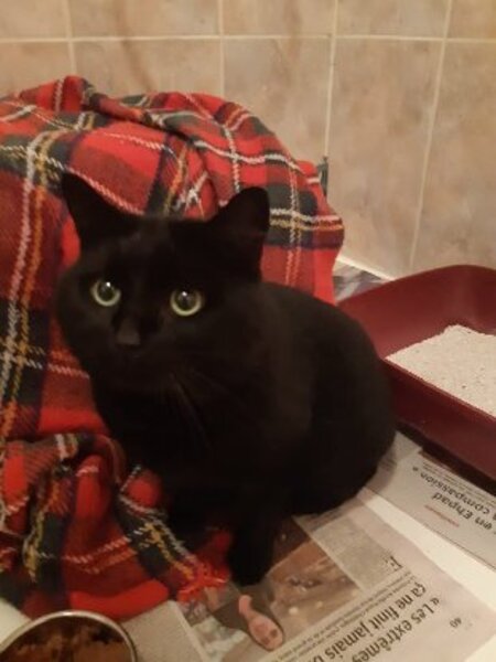 Adopter Ebène