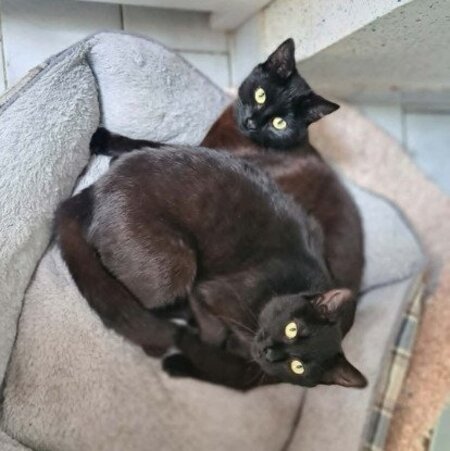 Adopter Ebene & moonie