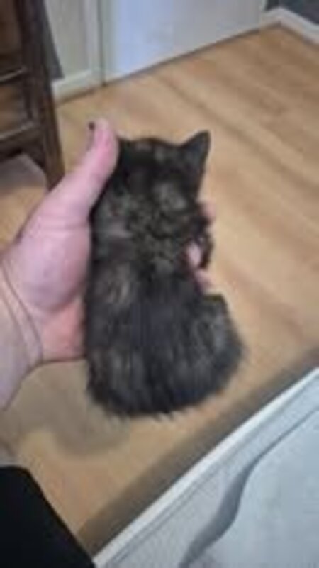 Adopter Ecaille