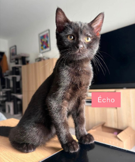 Adopter écho adoptable avec un chat déj