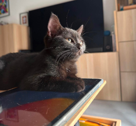 Adopter écho adoptable avec un chat déj