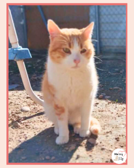 Adopter Edu