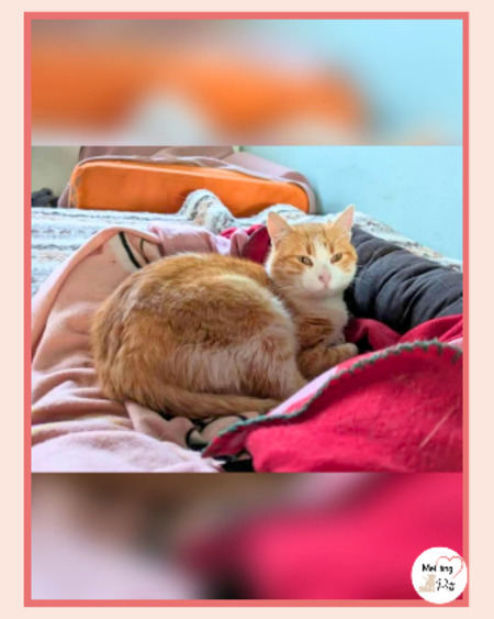 Adopter Edu