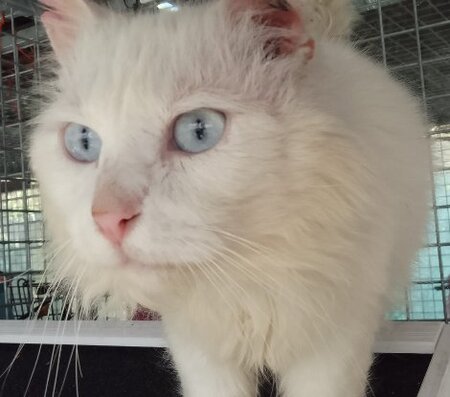 Adopter Eko