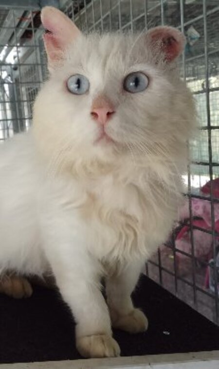 Adopter Eko