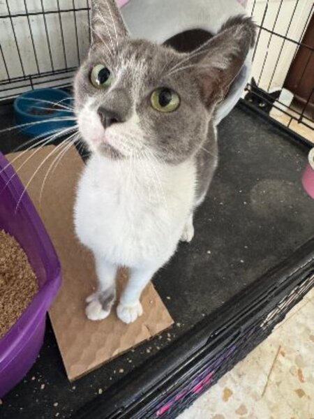 Adopter Elisa