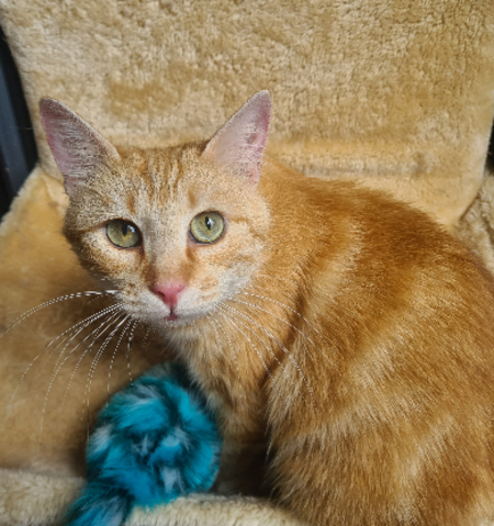 Adopter éloïse
