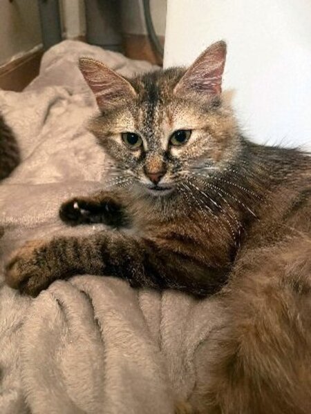 Adopter Emma