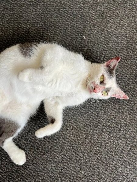 Adopter Emmy