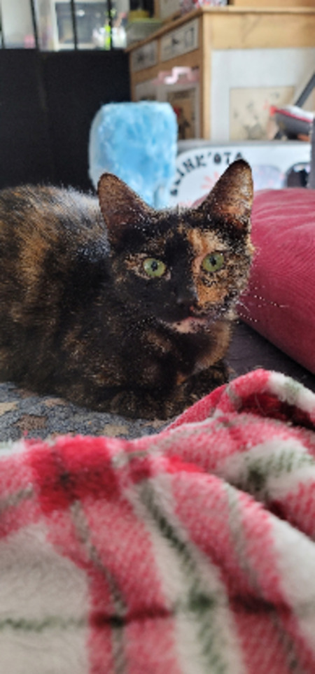 Adopter Epsilon