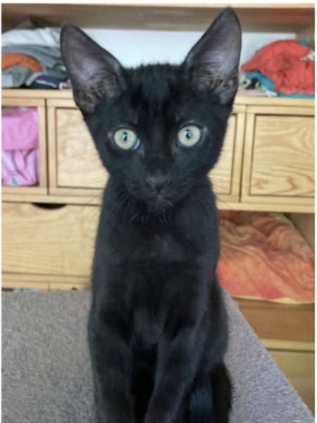 Adopter Expresso